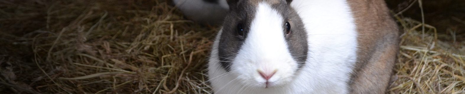 https://kp5.a59.mywebsitetransfer.com/hvo/wp-content/uploads/2016/09/veterinaire-lapin-ormstown-1574x320.jpg