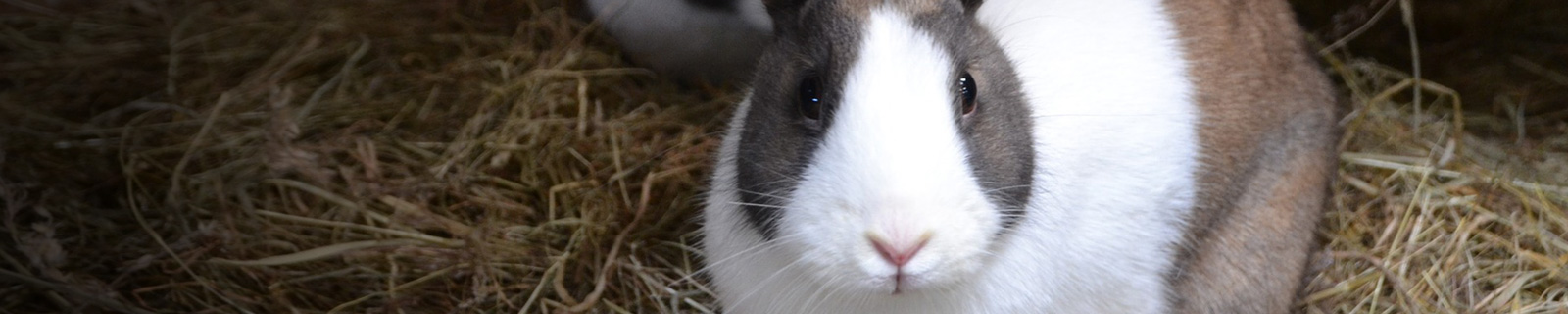 https://kp5.a59.mywebsitetransfer.com/hvo/wp-content/uploads/2016/09/veterinaire-lapin-ormstown.jpg